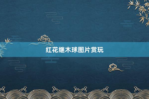 红花继木球图片赏玩